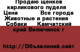 Продаю щенков карликового пуделя › Цена ­ 2 000 - Все города Животные и растения » Собаки   . Камчатский край,Вилючинск г.